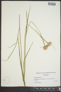 Eriophorum virginicum image