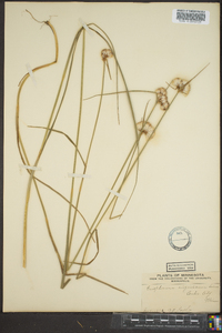 Eriophorum virginicum image