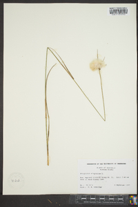 Eriophorum virginicum image