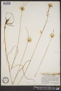 Eriophorum virginicum image