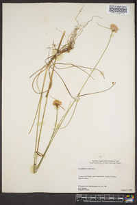 Eriophorum virginicum image