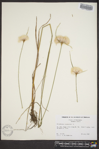 Eriophorum virginicum image