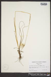 Eriophorum viridicarinatum image