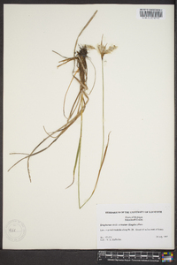 Eriophorum viridicarinatum image