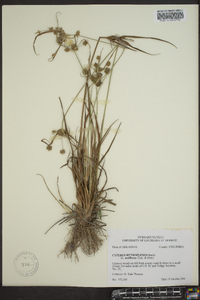 Cyperus retroflexus image