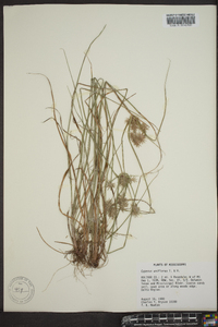 Cyperus retroflexus image