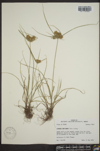 Cyperus retroflexus image