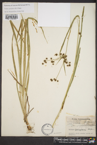 Scirpus georgianus image