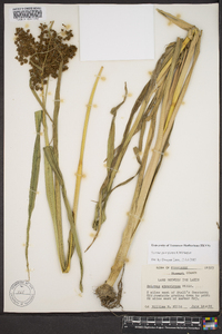 Scirpus georgianus image