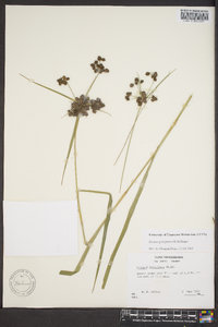 Scirpus georgianus image