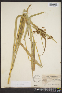 Scirpus georgianus image