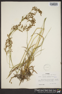 Scirpus lineatus image