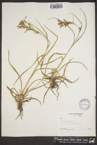 Scirpus lineatus image