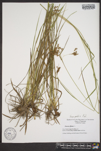 Scirpus pendulus image