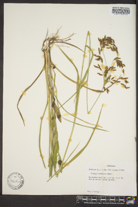 Scirpus pendulus image