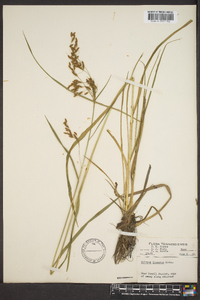 Scirpus lineatus image