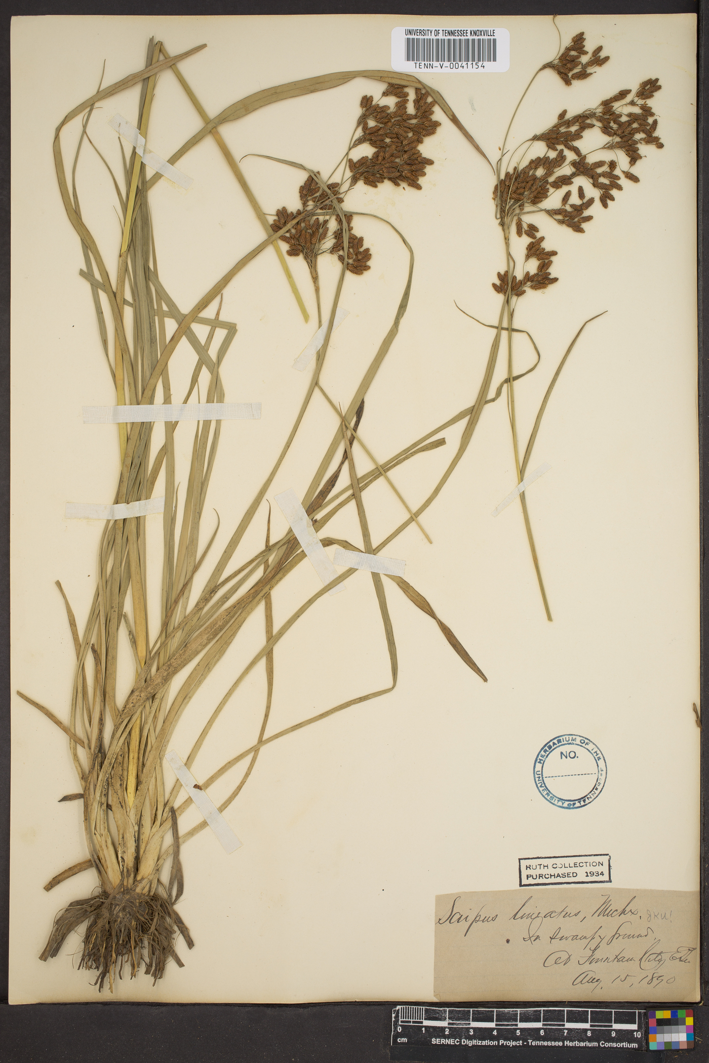 Scirpus lineatus image