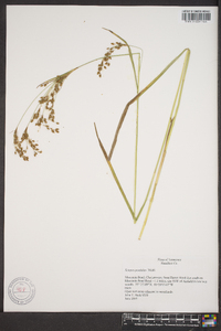 Scirpus pendulus image