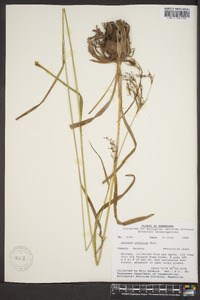 Scirpus pendulus image