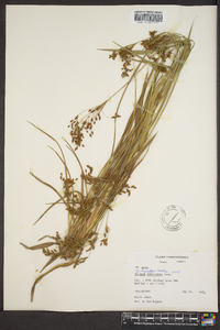 Scirpus lineatus image