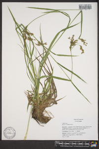 Scirpus lineatus image