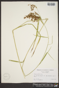 Scirpus pendulus image