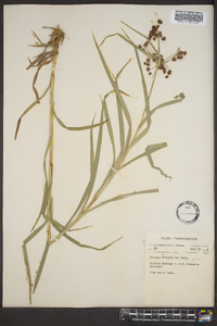 Scirpus polyphyllus image