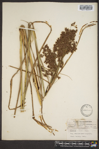 Scirpus rubricosus image