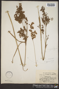 Scirpus rubricosus image