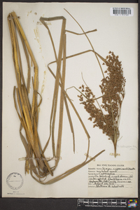 Scirpus rubricosus image