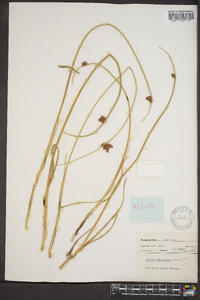 Schoenoplectus americanus image