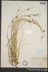 Schoenoplectus americanus image