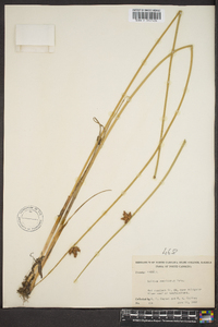 Schoenoplectus americanus image