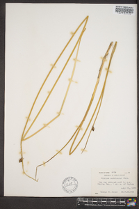 Schoenoplectus americanus image