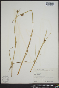 Schoenoplectus americanus image