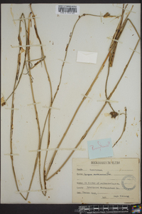 Schoenoplectus americanus image