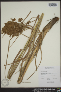 Scirpus atrocinctus image