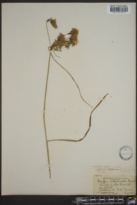 Scirpus atrocinctus image