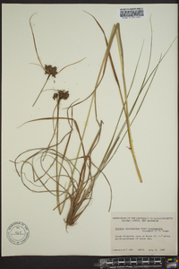 Scirpus atrocinctus image