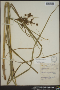 Scirpus atrocinctus image