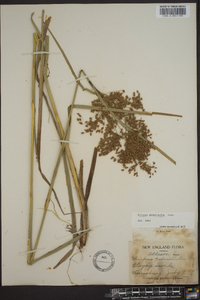 Scirpus atrocinctus image