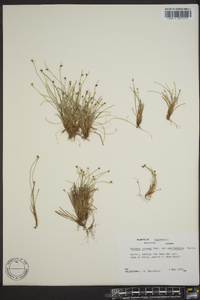 Scirpus cernuus subsp. californicus image
