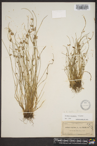 Scirpus erismaniae image