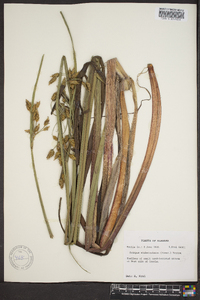 Scirpus erismaniae image