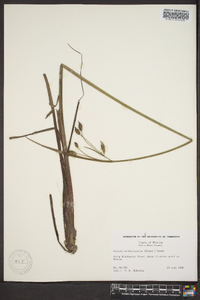 Scirpus erismaniae image