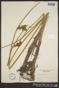 Scirpus erismaniae image