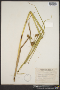 Schoenoplectus fluviatilis image