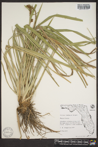 Scirpus lineatus image