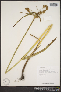 Schoenoplectus fluviatilis image