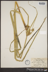 Schoenoplectus fluviatilis image